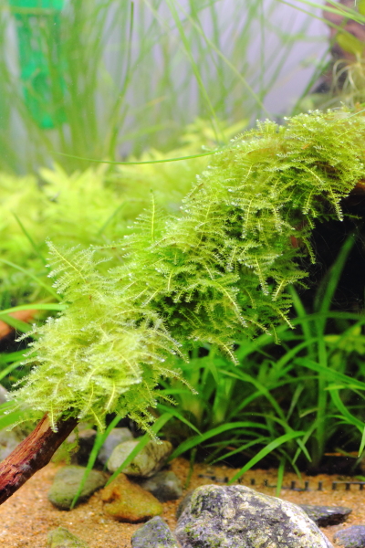 流木レイアウト 南米ウィローモスを綺麗に育てる | 水草動画ブログ